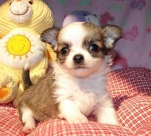 Puppies for sale chihuahua - Netherlands, Enschede