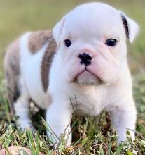 Puppies for sale english bulldog - Russia, Belgorod