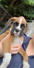 Puppies for sale boxer - Ukraine, Simferopol