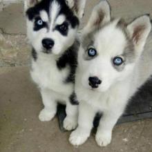 Puppies for sale scotch-terrier, husky - Netherlands, Groningen