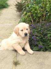 Puppies for sale golden retriever - United Kingdom, Bristol