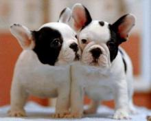 Puppies for sale french bulldog - Bulgaria, Plovdiv