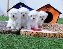 Puppies for sale maltese - Spain, Barcelona