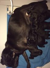 Puppies for sale pug - Uzbekistan, Andijan