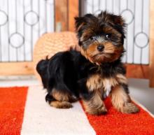 Puppies for sale yorkshire terrier - Bulgaria, Dobrich