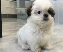 Puppies for sale shih tzu - Netherlands, Maastricht