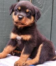 Puppies for sale rottweiler - Estonia, Tallinn