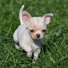 Puppies for sale chihuahua - United Kingdom, Belfast