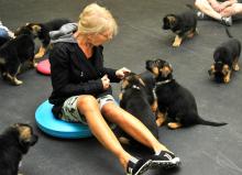 Puppies for sale german shepherd dog - Sweden, Stockholm. Price 750 $