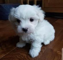 Puppies for sale maltese - Ireland, clane