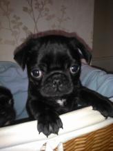 Puppies for sale pug - Georgia, Rustavi