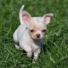 Puppies for sale chihuahua - Greece, Piraeus