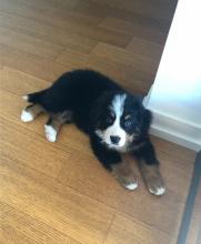 Puppies for sale bernese mountain dog - Netherlands, Leiden