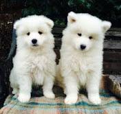 Puppies for sale samoyed dog (samoyed) - Netherlands, Groningen