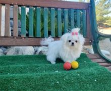 Puppies for sale maltese - Ireland, Edenderry