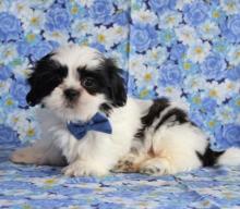 Puppies for sale shih tzu - Luxembourg, . Price 10 €