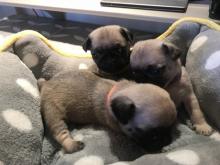 Puppies for sale pug - Uzbekistan, Samarkand