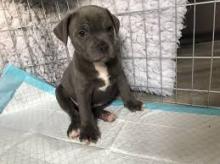 Puppies for sale staffordshire bull terrier - United Kingdom, Belfast