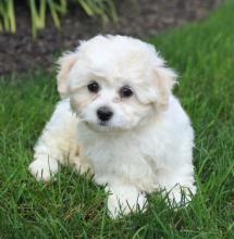 Puppies for sale bichon - Netherlands, Groningen