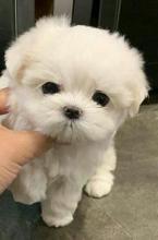 Puppies for sale maltese - Ireland, castlebar