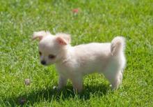 Puppies for sale chihuahua - Ukraine, Donetsk. Price 150 €