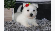 Puppies for sale west highland white terrier - Czech Republic, Brno