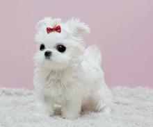 Puppies for sale maltese - Lithuania, Ignalina