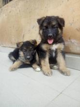 Puppies for sale german shepherd dog - Ireland, Cork. Price 10 €