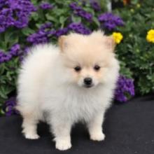 Puppies for sale pomeranian spitz - United Kingdom, Grimsby