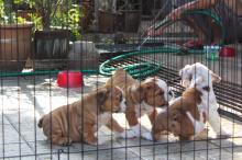 Puppies for sale english bulldog - Estonia, Pya