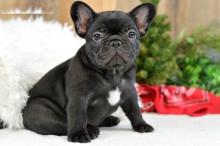 Puppies for sale french bulldog - Portugal, Almada