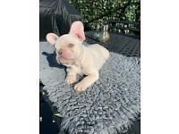 Puppies for sale french bulldog - Czech Republic, Cheb