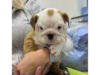 Puppies for sale english bulldog - Finland, Alajarvi