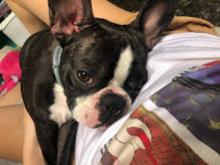 Puppies for sale boston terrier - Sweden, Sundsvall