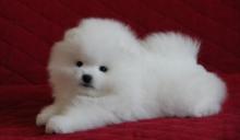 Puppies for sale pomeranian spitz - Ukraine, Kiev