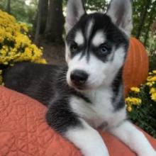 Puppies for sale , siberian husky - United Kingdom, Leeds