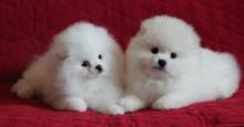 Puppies for sale pomeranian spitz - Ukraine, Luck