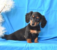 Puppies for sale dachshund - Belgium, Antwerp