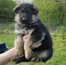 Puppies for sale german shepherd dog - Estonia, Kohtla-Jarve