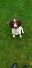 Puppies for sale english springer spaniel - Greece, Thessaloniki