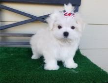 Puppies for sale , maltese puppies - Uzbekistan, Namangan