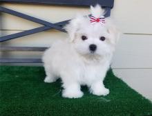 Puppies for sale , maltese puppies - Moldova, Chisinau