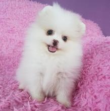 Puppies for sale pomeranian spitz - Latvia, Aizkraukle