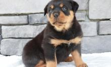 Puppies for sale rottweiler - Germany, Wuppertal. Price 10 €