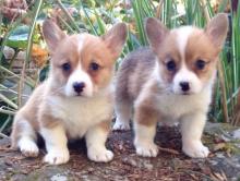 Puppies for sale , pembroke welsh corgi - United Kingdom, Chester