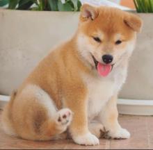 Puppies for sale , shiba inu - Russia, Omsk
