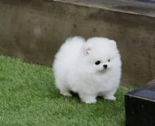 Puppies for sale pomeranian spitz - Ukraine, Donetsk