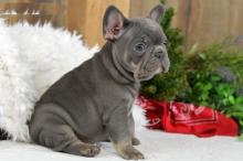 Puppies for sale french bulldog - Estonia, Tallinn