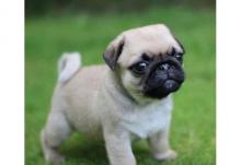 Puppies for sale , pug puppies - Uzbekistan, Namangan