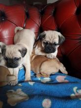 Puppies for sale pug - United Kingdom, Leeds